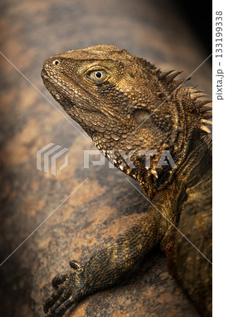Eastern Water Dragon 133199338
