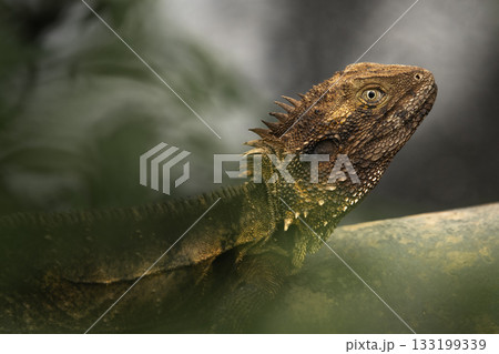 Eastern Water Dragon 133199339
