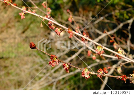 フサザクラ春の陽を浴びる　【相模原市津久井　3月】 133199575