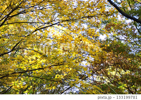 秋・船上山・徒然なるままに 133199781