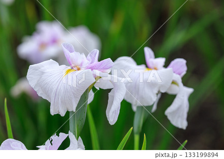 北海道苫小牧市、錦大沼ハナショウブ園で咲き誇るハナショウブ・翠映（江戸系）【7月】 133199894