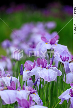 北海道苫小牧市、錦大沼ハナショウブ園で咲き誇るハナショウブ・翠月（江戸系）【7月】 133199898