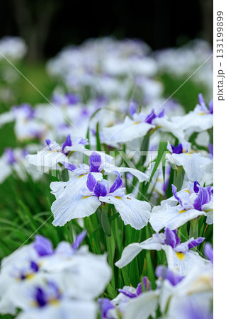 北海道苫小牧市、錦大沼ハナショウブ園で咲き誇るハナショウブ・ポピュラーアークレイム（外国系）【7月】 133199899