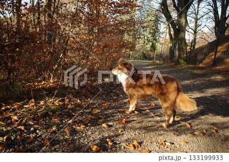 Australian Shepherd Dog in Autumn Park Australian Shepherd Dog in Autumn Park 133199933