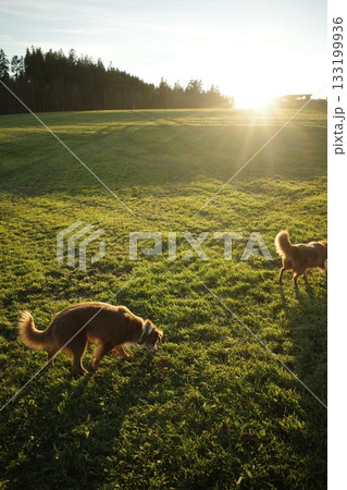 Two Dogs Playing in a Sunny Green Field at Golden Hour Two Dogs Playing in a Sunny Green Field at Golden Hour 133199936