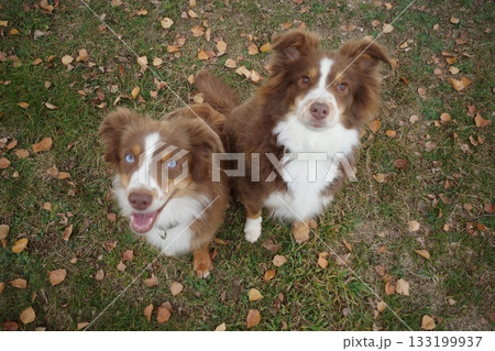 Two Cute Australian Shepherds Looking Up Two Cute Australian Shepherds Looking Up 133199937