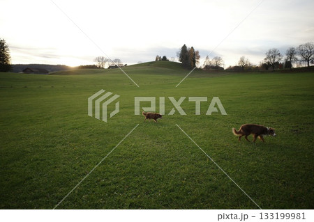 Two Dogs Running in a Green Field at Sunset 133199981