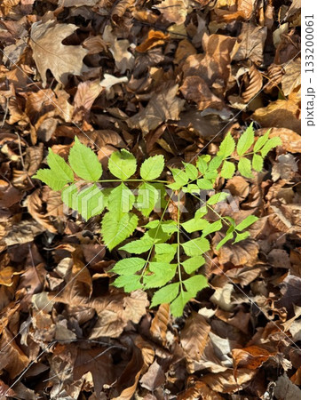 Leafy green plant is growing in the middle of a pile of brown leaves Leafy green plant is growing in the middle of a pile of brown leaves 133200061