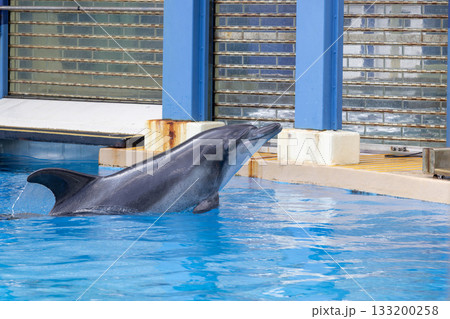 the domestics dolphins are trained and being feed in hong kong	 133200258