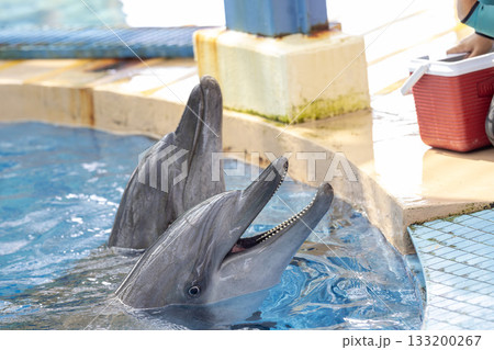 the domestics dolphins are trained and being feed in hong kong the domestics dolphins are trained and being feed in hong kong 133200267