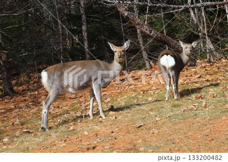 秋の北海道　落ち葉の森で草を食べる　エゾシカの親子 133200482