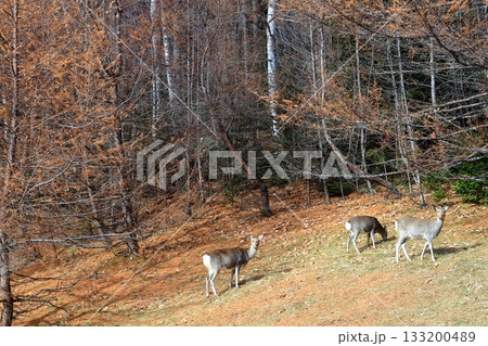秋の北海道　落ち葉の森で草を食べる　エゾシカの親子 133200489