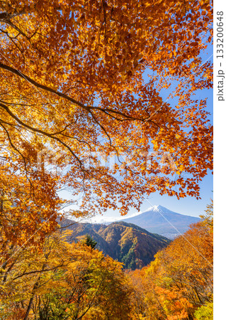 【山梨県】紅葉最盛期の御坂みちから望む富士山 【山梨県】紅葉最盛期の御坂みちから望む富士山 133200648