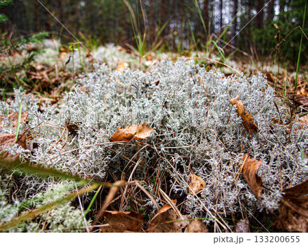 moss and lichen in the forest in autumn. bog vegetation moss and lichen in the forest in autumn. bog vegetation 133200655
