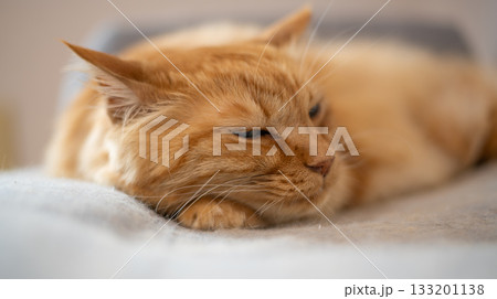 部屋の中でくつろぐ可愛い猫 茶トラ猫 部屋の中でくつろぐ可愛い猫 茶トラ猫 133201138
