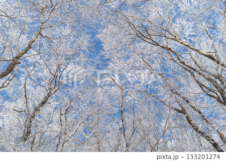見上げると美しい霧氷と青空 133201274