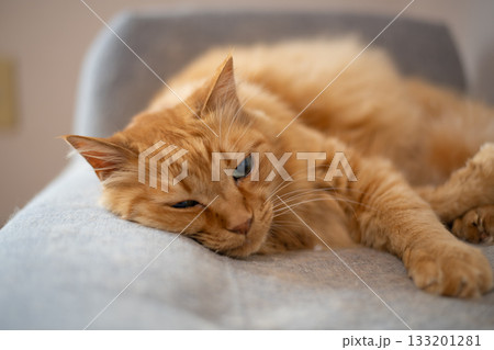 部屋の中でくつろぐ可愛い猫　茶トラ猫 133201281