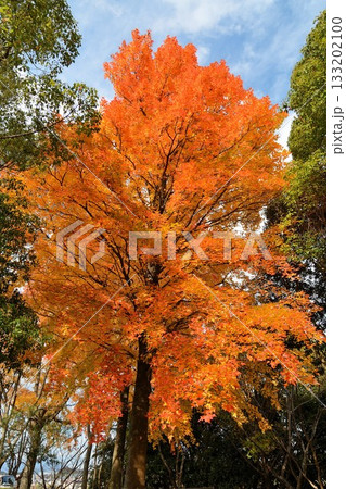 鮮やかに紅葉したカエデ 鮮やかに紅葉したカエデ 133202100