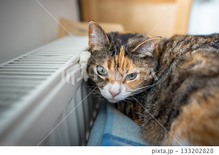 Domestic cat lying on shelf on soft plaid, warms its paw on warm radiator at home. Heating season Domestic cat lying on shelf on soft plaid, warms its paw on warm radiator at home. Heating season 133202828