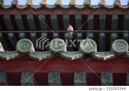 Sparrow perched on a traditional Buddhist temple roof with colorful tiles in Beijing, China 133203544