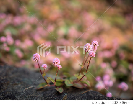 11月に可憐に咲いたピンク色のヒメツルソバ 133203663