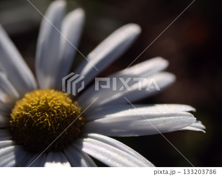 11月に美しく咲いた浜菊（はまぎく）の白い花 133203786