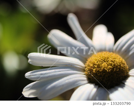 11月に美しく咲いた浜菊（はまぎく）の白い花 133203790