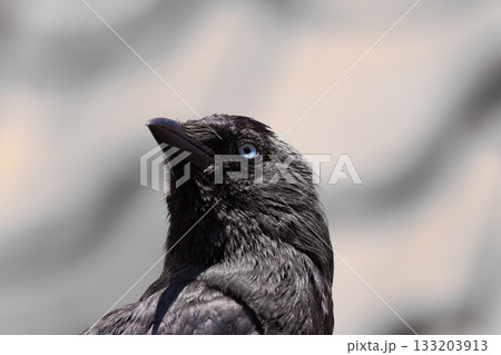 Close-up of a black crow with blue sharp eyes on a blurred background	 133203913