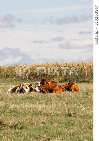 A peaceful group of cows resting in a sunny meadow near a cornfield, capturing the calm atmosphere of rural farmland and the beauty of agricultural life. 133203947