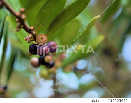 11月に咲いた小さくて繊細な白いハマヒサカキの花 133203952