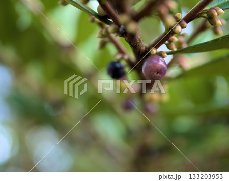 11月に咲いた小さくて繊細な白いハマヒサカキの花 133203953