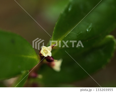 11月に咲いた小さくて繊細な白いハマヒサカキの花 11月に咲いた小さくて繊細な白いハマヒサカキの花 133203955