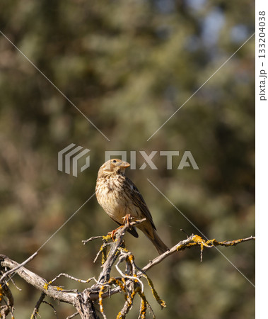 Wild sparrow perched on a dry branch in soft sunlight, with a blurred natural background creating a peaceful wildlife scene. 133204038