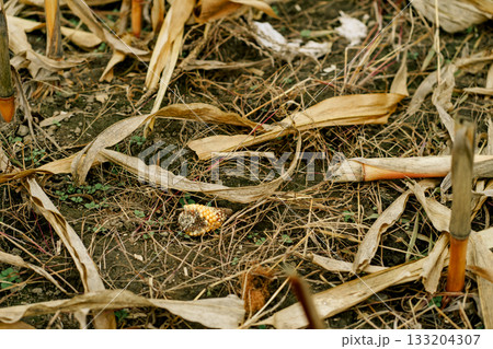 Close-up view of a harvested cornfield with dry leaves, stalks, and a leftover corn cob lying on the soil after the autumn harvest Close-up view of a harvested cornfield with dry leaves, stalks, and a leftover corn cob lying on the soil after the autumn harvest 133204307