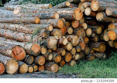 Cut trees stacked on top of each other in the forest before transportation. Preparing firewood for the winter 133204309