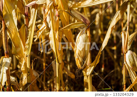 A head of ripe ripened corn on a stalk in a field in the sunlight, prepared for harvest. Corn harvest season 133204329