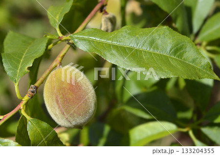 Peach tree 133204355