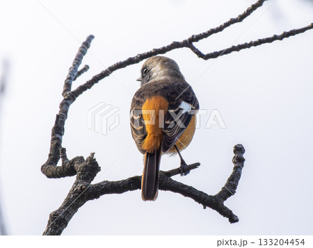 枝にとまるジョウビタキのオス 133204454