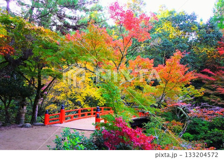 日本三景宮島の紅葉谷公園の紅葉 日本三景宮島の紅葉谷公園の紅葉 133204572