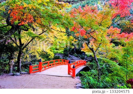 日本三景宮島の紅葉谷公園の紅葉 日本三景宮島の紅葉谷公園の紅葉 133204575