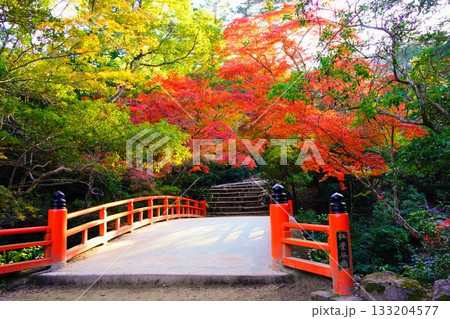 日本三景宮島の紅葉谷公園の紅葉 133204577