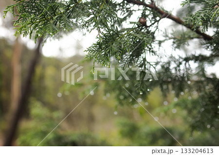 Rain droplets on evergreen branches in a tranquil forest, with soft bokeh and natural greenery creating a peaceful, fresh atmosphere. 133204613