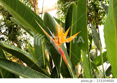 ゴクラクチョウ花の咲く植物園 133204688