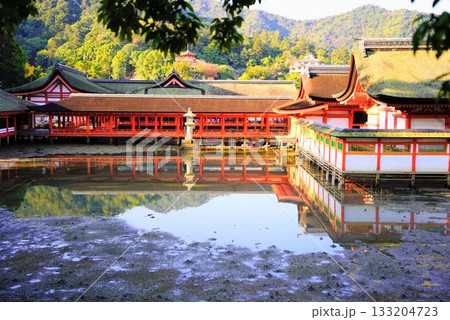 日本三景宮島の厳島神社が紅葉に染まる風景 日本三景宮島の厳島神社が紅葉に染まる風景 133204723