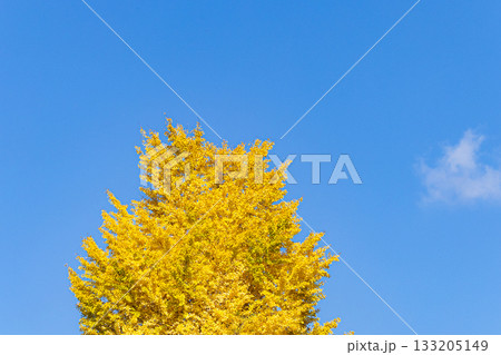 青空と紅葉したイチョウの木のシンプルな風景 青空と紅葉したイチョウの木のシンプルな風景 133205149