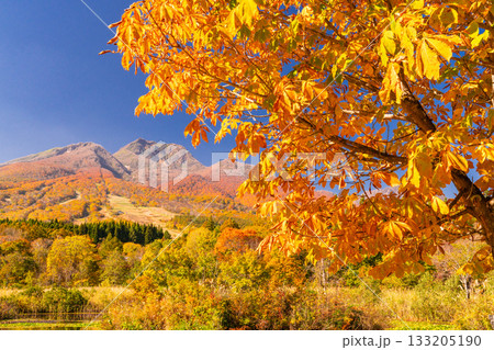 《新潟県》いもり池・紅葉最盛期の妙高高原 《新潟県》いもり池・紅葉最盛期の妙高高原 133205190
