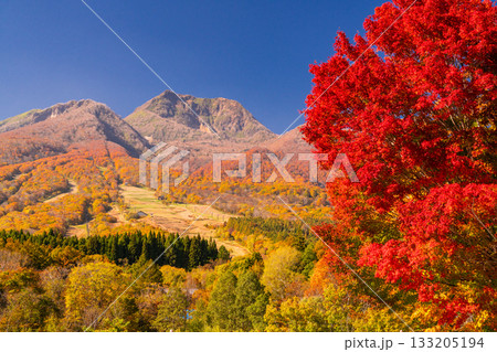 《新潟県》いもり池・紅葉最盛期の妙高高原 133205194