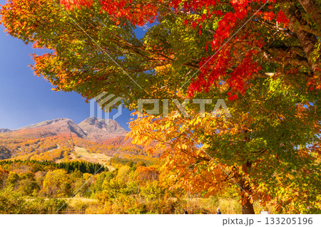 《新潟県》いもり池・紅葉最盛期の妙高高原 133205196