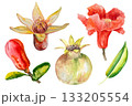 Pomegranate, hand-drawn watercolor illustration. Pomegranate fruits, pomegranate seeds, leaves, and flowers, hand-drawn in watercolor. 133205554