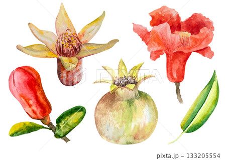 Pomegranate, hand-drawn watercolor illustration. Pomegranate fruits, pomegranate seeds, leaves, and flowers, hand-drawn in watercolor. 133205554